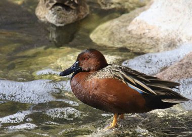Cinnamon Teal (erkek) (ananas siyanoptera) deredeki bir kayanın üzerinde duruyor