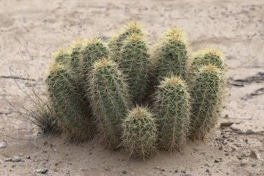 Kirpi kaktüsü (echinocereus))