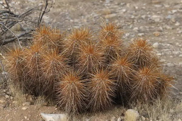 Turuncu dikenli Kirpi Kaktüsü.