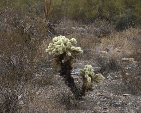 Oyuncak Ayı Cholla (sillindropuntai bigelovii)