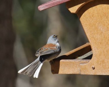 Sarı gözlü Junco (junco phaeonotus), kuyruk tüyü tamamen yayılmış bir kuş yemliğine tünemişti.