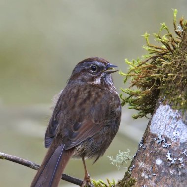 Bir Song Sparrow 'un (Melospiza melodisi) yakın çekimi kameraya bakıyor
