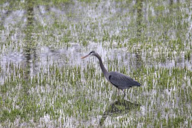 Büyük Mavi Balıkçıl (ardea herodias) otlak bir sulak alanda duruyor.