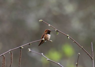 Rufous Hummingbird (erkek) (selasphorus rufus) bir sürü tomurcukla küçük bir dala tünemiştir.