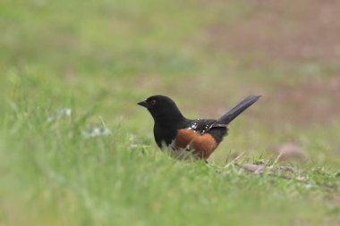 Benekli Towhee (erkek) (pipilo maculatus) yemyeşil çimenlerde tünedi