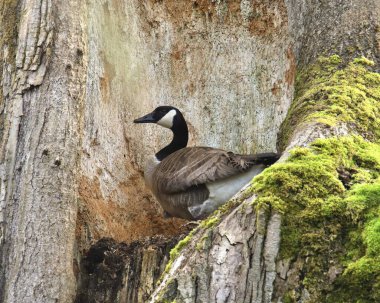 Kanada Kaz (branta canadensis) büyük bir ağaç gövdesinin içine tünemiş.