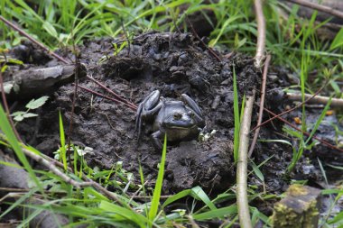 Amerikan Kurbağası (lithobates catesbeiana) çimlerle çevrili bir çamur parçasında oturuyor