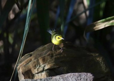 Kapüşonlu Warbler (dişi) (setophaga citrina) büyük bir kayanın üzerinde durmaktadır.