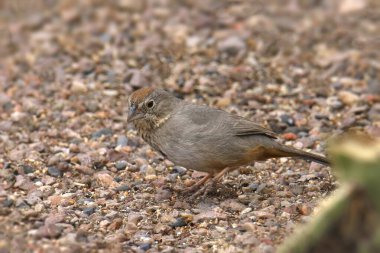 Canyon Towhee (melozone fusca) yerde arama