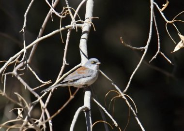 Sarı gözlü Junco (junco phaeonotus) bazı yapraksız dallara tünedi.
