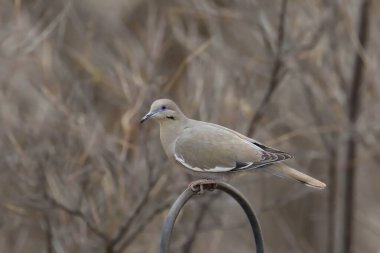 Beyaz kanatlı güvercin (zenaida asiatica) bir kuş besleyici direğe tünemiştir.