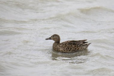 Tarçın ördeği (dişi) (anasal siyanoptera) bir gölde yüzüyor