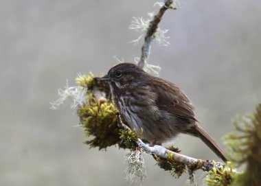 Song Sparrow (Melospize melodi) yosunlu bir dala tünedi