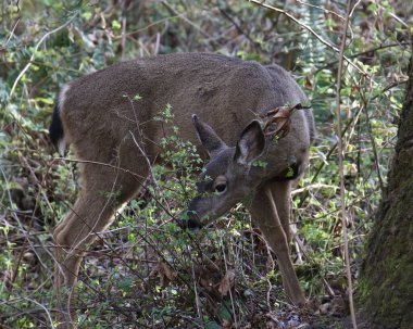 Beyaz kuyruklu geyik (dişi) (odocoileus virginianus) karanlık bir ormanda otlar.