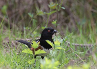 Benekli Titmouse (pipilo maculatus) uzun otların arasında saklanıyor