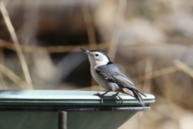Beyaz göğüslü Nuthatch (sitta carolinensis) bir kuş banyosunun kenarına tünemiştir.