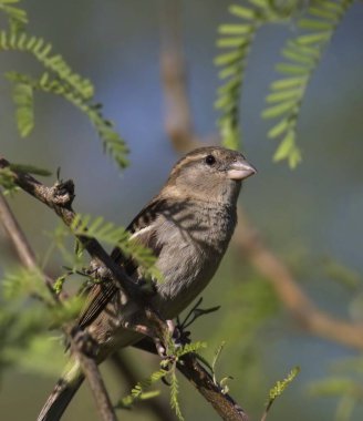 Bir Ev Serçesinin (kadın) Kapanışı (passer domesticus) 
