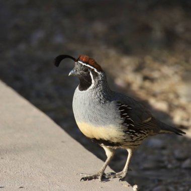 Gambel 'in bıldırcını (erkek) (callipepla gambelii) beton bir patikaya basıyor