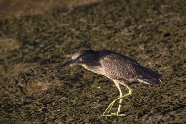 Kara Taç Giyen Gece Balıkçıl (olgunlaşmamış) çamurlu bir göletin yanında duruyor.