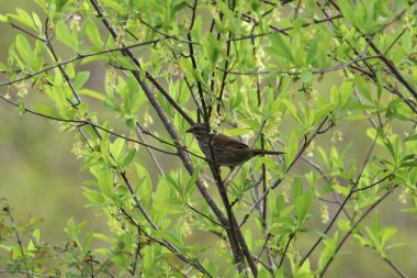 Song Sparrow (Melospiza melodisi) yapraklı bir ağaca tünedi.