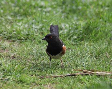 Benekli Towhee (erkek) (pipilo maculatus) bazı çimenlere tünedi
