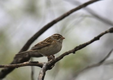 Çamur renkli Serçe (spizella pallida) bir ağaca tünemiş.
