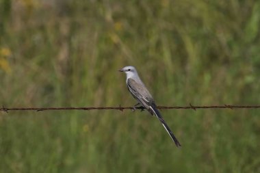 Dikenli tellerin üzerine tünemiş makas kuyruklu sinekkapan (tyrannus forficatus)