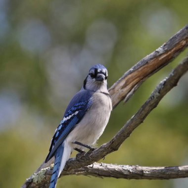 Mavi Jay (siyanocitta cristata) çıplak bir dala tünedi