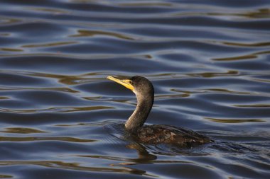 Çift tepeli karabatak (phalacrocorax auritus) koyu mavi bir gölette yüzer.