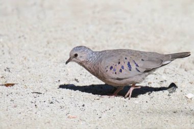 Kumsalda ortak Kumru (columbina passerina) arama