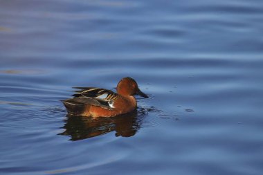 Tarçın Teal (erkek) (ananas siyanoptera) derin mavi bir gölette yüzüyor