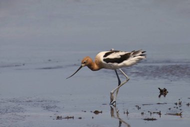 Amerikan Avocet (yinelenen americana) sığ sularda arama