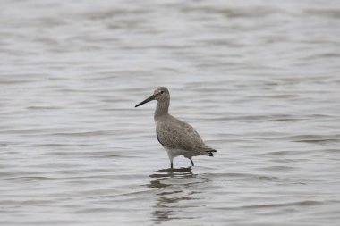 Willet (üreme yoksunluğu) (Tringa semipalmata) kameraya bakıyor