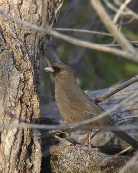 Abert 'in Towhee' si (melozone aberti) büyük bir ağaca tünemişti.