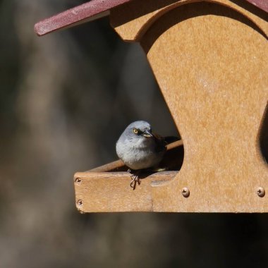 Sarı gözlü Junco (junco phaeonotus) bir kuş yemliğinde yemek yiyor.