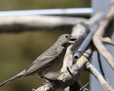 Finch Hanesi (dişi) (haemorhous mexicanus) gagasında bir tohum bıraktı.
