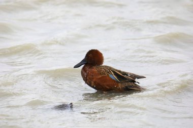 Tarçın Teal (erkek) (ananas siyanoptera) sığ suda duruyor