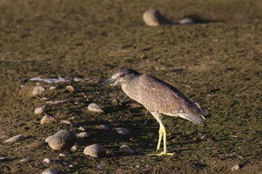 Kara Taç Giyen Gece Balıkçıl (olgunlaşmamış), çamurlu bir çamurda duruyor.