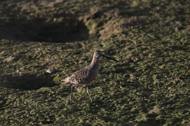Uzun gagalı Dowitcher (limnodromus scolopaceus) çamurlu bir çamurda arama yapıyor
