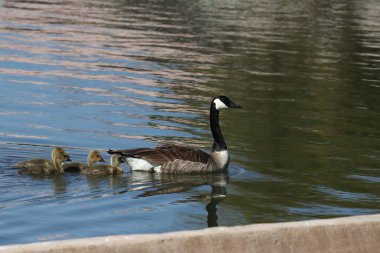 Kanada Kaz Kaz (yetişkin ve ördek yavruları) (branta kanadensis) bir göletin kenarında yüzüyor