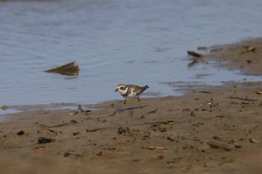 Yarı palmiyeli Plover (üreme yoksunluğu) (Charadrius yarı palmatus) çamurlu bir dairede arama