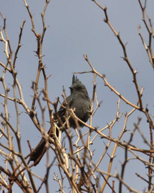 Phainopepla (dişi) (phainopepla nitens) kuru bir çöl çalılığına tünemiştir.