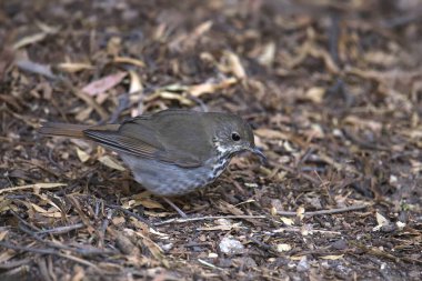 Münzevi Thrush (katarus guttatus) bazı kuru yapraklarda yiyecek arıyor