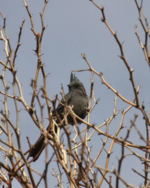 Phainopepla (dişi) (phainopepla nitens) kuru bir çöl çalılığına tünemiştir.