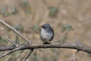 Sarı gözlü Junco (junco phaeonotus) yapraksız bir dala tünedi.