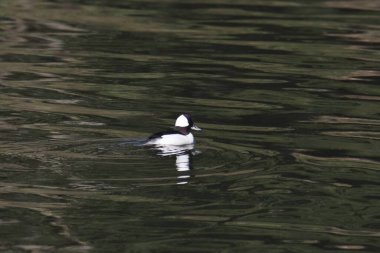 Bufflehead Duck (erkek) (bucephala albeola) renkli bir gölette yüzüyor
