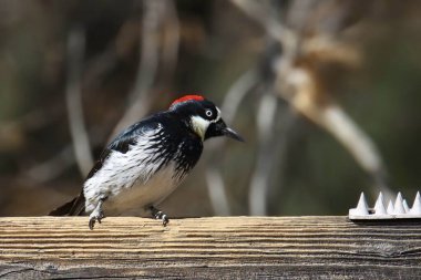 Ağaçkakan (dişi) (melanerpes formicivorus) tahtadan bir kirişe tünemiştir.