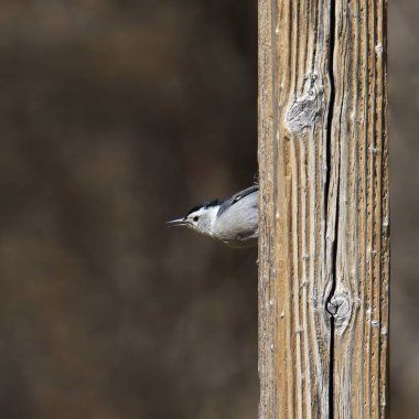 Beyaz göğüslü Nuthatch (sitta carolinensis) tahtadan bir direğe tünemiştir.