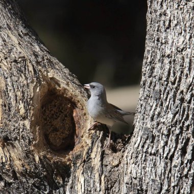 Koyu renk gözlü Junco (Gri kafalı) (Junco hyemalis) büyük bir ağacın tepesine tünemişti.