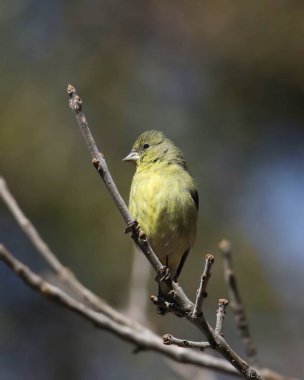 Küçük ispinoz (dişi) (spinus psaltria) bazı yapraksız dallara tünemiştir.